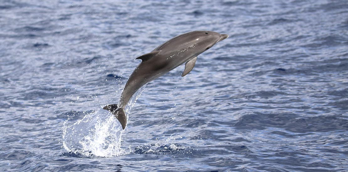 A clymene dolphin leaping out of the ocean